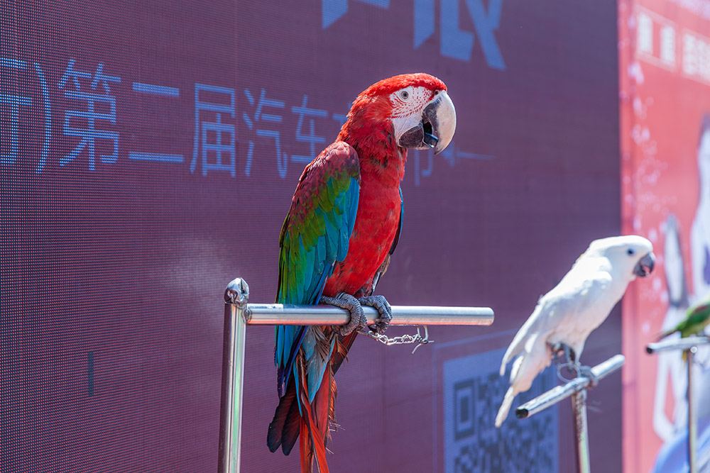 【車展第一天】遇到那個TA，放棄蘋果8......
